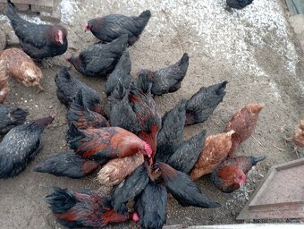 Nasadova vejce marans Brno - 5