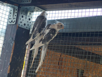 Korela chocholatá - 5