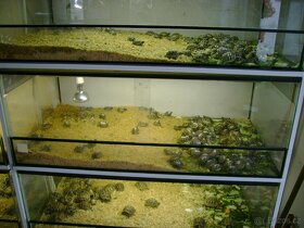 Malé suchozemské želvy + plně vybavená terária - 5