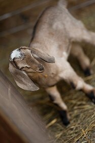 Anglonubijská koza s POP – vymazlená kůzlátka i na chov - 5