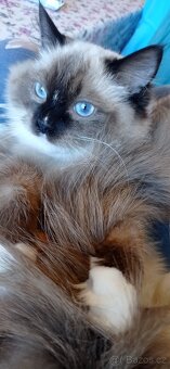 Ragdoll s PP - 5