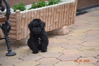 PULI - štěňata hledají nový domov - 5