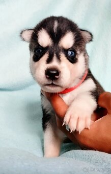Sibiřský husky štěňata - 5