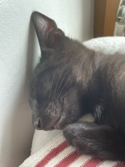 Jsme tři malí kočičí kluci, experti na mazlení 🐾🐈⬛ - 5