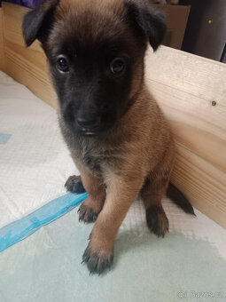 Belgický ovčák malinois odběr od 20.10-30.10.2025 - 5