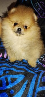 Pomeranian TOP fenečka a pejsek - 5
