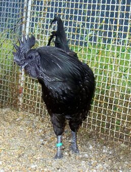 Ayam Cemani - 5