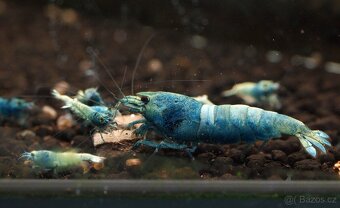 Krevetky Caridina různé druhy - 5