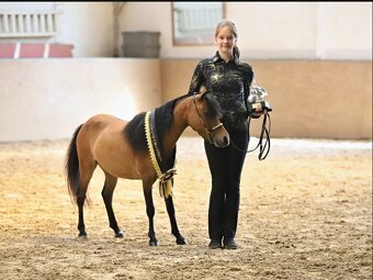 Minihorse klisna - 5