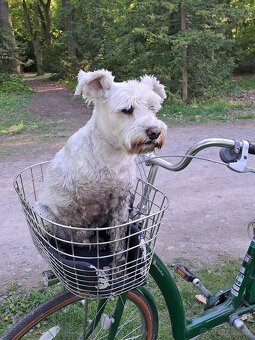 Dámské městské kolo - 5