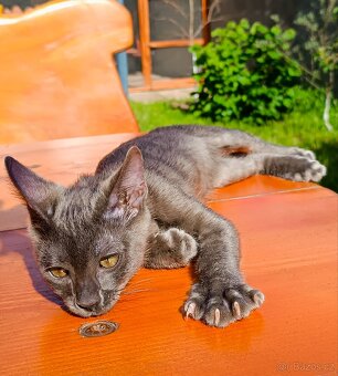 Bengálský kocourek/kotě s PP vzácný Blue Smoke Melanistic - 5