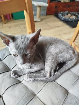 Cornish rex koťátko - 5