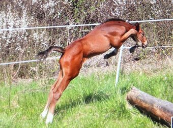 Hannoverská klisna vhodná na chov, rekreaci i do drezury - 5
