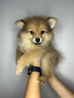 Štěňátka pomeranian bez PP - 5