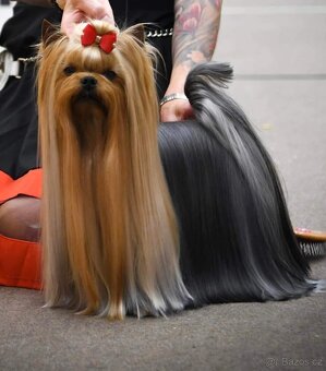 Jorkšírský teriér s PP - 5