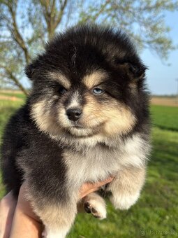 Pomsky / Pomeranian / Husky - 5
