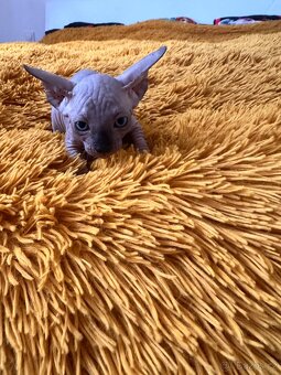 Kanadský Sphynx s průkazem původu - 5