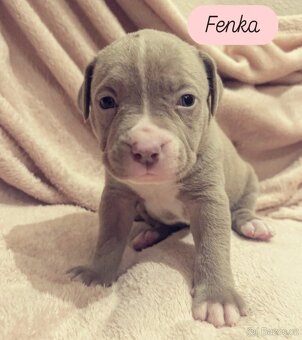 American Bully XL štěňata PP - 5