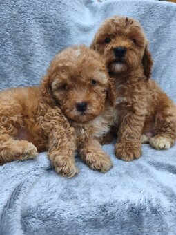 Cavapoo pudl kavalir - 5