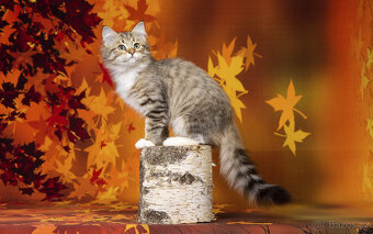 Sibiřská kočka - kocourek s PP - 5