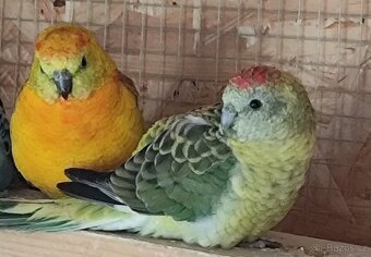 Papoušek zpěvavý - 5