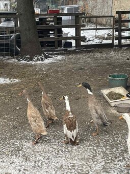 Indický běžec - 5