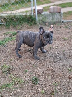 Francouzský buldoček modrej - 5