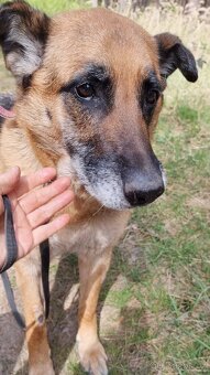 ROXY K ADOPCI - vděčná, nenáročná seniorka - 5