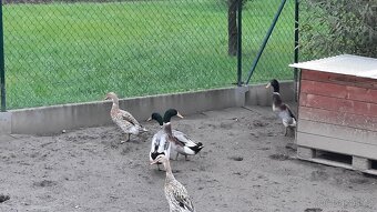 Indický běžec kachny - Sušice.  Okres Klatovy 🦆🦆🦆🦆🦆🦆 - 5