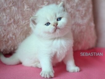 Britská koťátka s PP k rezervaci - 5