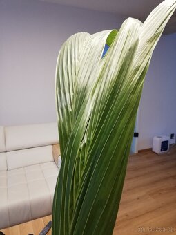 Kokosová palma - Cocos nucifera - s kokosovým ořechem - 5