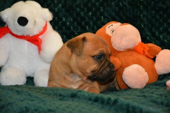 Stafordšírský bulterier - 5