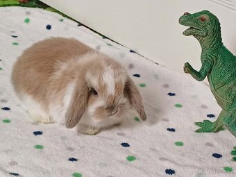 ★Volný Sameček Zakrslý Beránek MiniLop★ - 5