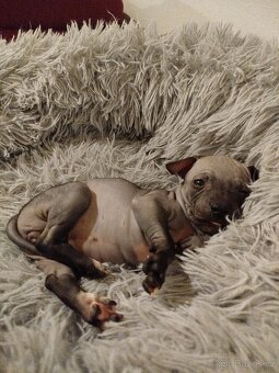 Americký bezsrstý teriér - 5