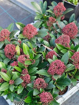 Jarní květiny, rostliny - 5