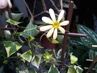 Senecio makroglosus - 5