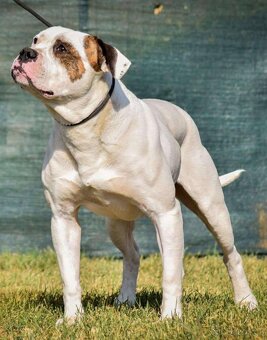 Americký Bulldog - 5