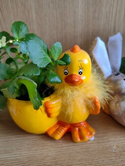 Pokojové květiny s květináči - 5