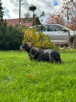 Jezevčík standard drsnosrstý s PP - 5