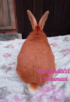 BURGUNDSKÝ králík s PP - SAMEČCI A SAMIČKY ⭐️⭐️⭐️ - 5
