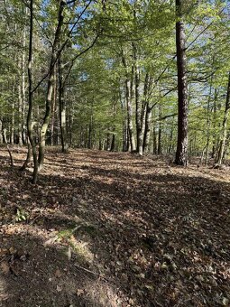 Prodám lesní pozemky v k.ú. Zvole u Zábřeha - 5