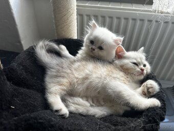 Britská koťátka s PP - 5