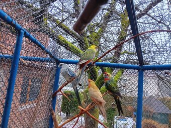 Rozela penant červená Straka - 5