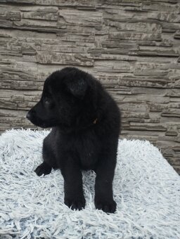 prodám štěňata Německého ovčáka s PP - 5