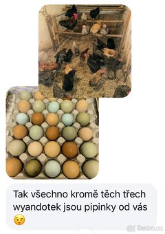 NV na barevná vejce - 5