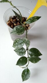 Hoya, voskovka více druhů - 5