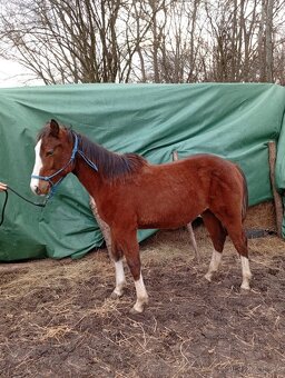 Roční hřebeček QH x Appaloosa - 5