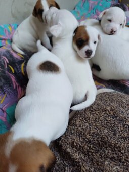 Jack Russell Teriér - štěňátka - 5