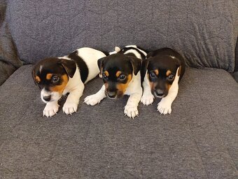 Jack Russell - 5