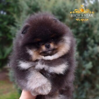 Pomeranian s PP FCI - 5